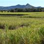Mullumbimby Area