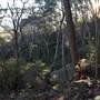 Bardens Lookout