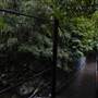 Minnamurra Rainforest Walk