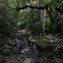 Minnamurra Rainforest Walk