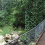 Minnamurra Rainforest Walk