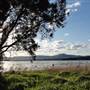 Lake Illawarra North-Purry Burry Avenue