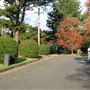 American style - houses & streets