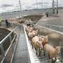 Central West Livestock Exchange