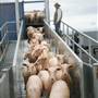 Central West Livestock Exchange