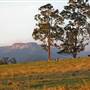 Kangaroo valley