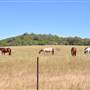Scenic NSW Equine Centre