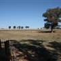 Gulgong
