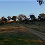 Hopeful Ranch Olive Farm File 1
