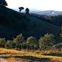 Hopeful Ranch Olive Farm File 1