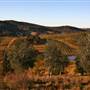 Hopeful Ranch Olive Farm File 1