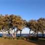 Dunningham Reserve Coogee