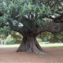 Maiden Theatre - Royal Botanic Garden Sydney