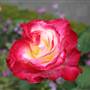 Rose Garden & Pavilion - Royal Botanic Garden Sydney