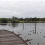 Centennial Park - Duck Pond
