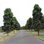 Centennial Park - Lachlan Reserve