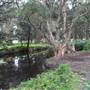 Centennial Park - Lachlan Swamp