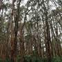 Centennial Park - Lachlan Swamp