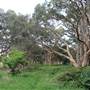 Centennial Park - Lachlan Swamp