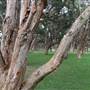 Centennial Park - Lachlan Swamp