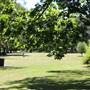 Centennial Park - Musgrave Pond