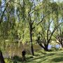 Centennial Park - Musgrave Pond