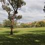 Centennial Park - Paperbark Grove
