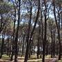 Centennial Park - Pine Grove