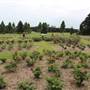 Centennial Park - Rose Garden
