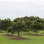 Centennial Park - Rose Garden