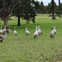 Centennial Park - Frog Hollow