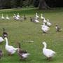 Centennial Park - Frog Hollow