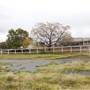 Coolamon Station