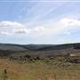 Jenolan State Forest - Logged Area