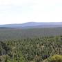 Jenolan State Forest - Logged Area