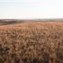 Monaro Plains