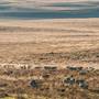 Monaro Plains