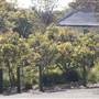 Lion Gate Lodge - Royal Botanic Garden Sydney