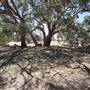 Bindara Station on the Darling - Period Homestead & Outbuildings