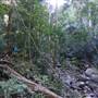Minnamurra Rainforest Walk - Budderoo National Park