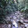 Minnamurra Rainforest Walk - Budderoo National Park