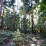 Munmorah State Conservation Area - Palms Picnic Area