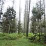 Jenolan State Forest