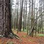 Jenolan State Forest