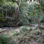 Red Cedar Flat picnic area