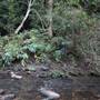 Red Cedar Flat picnic area