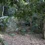 Mount Keira Scout Camp File 1
