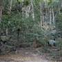 Mount Keira Scout Camp File 1