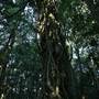 Mount Keira Scout Camp File 1