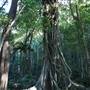 Mount Keira Scout Camp File 1